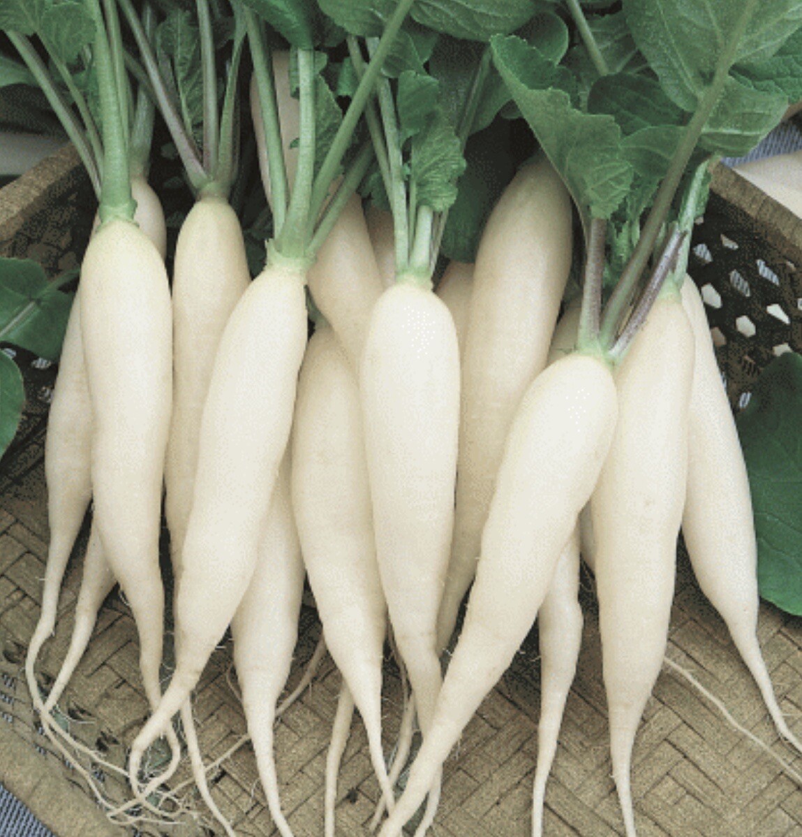 10 Packet Filipino | Asian SEEDS Bundle for Planting