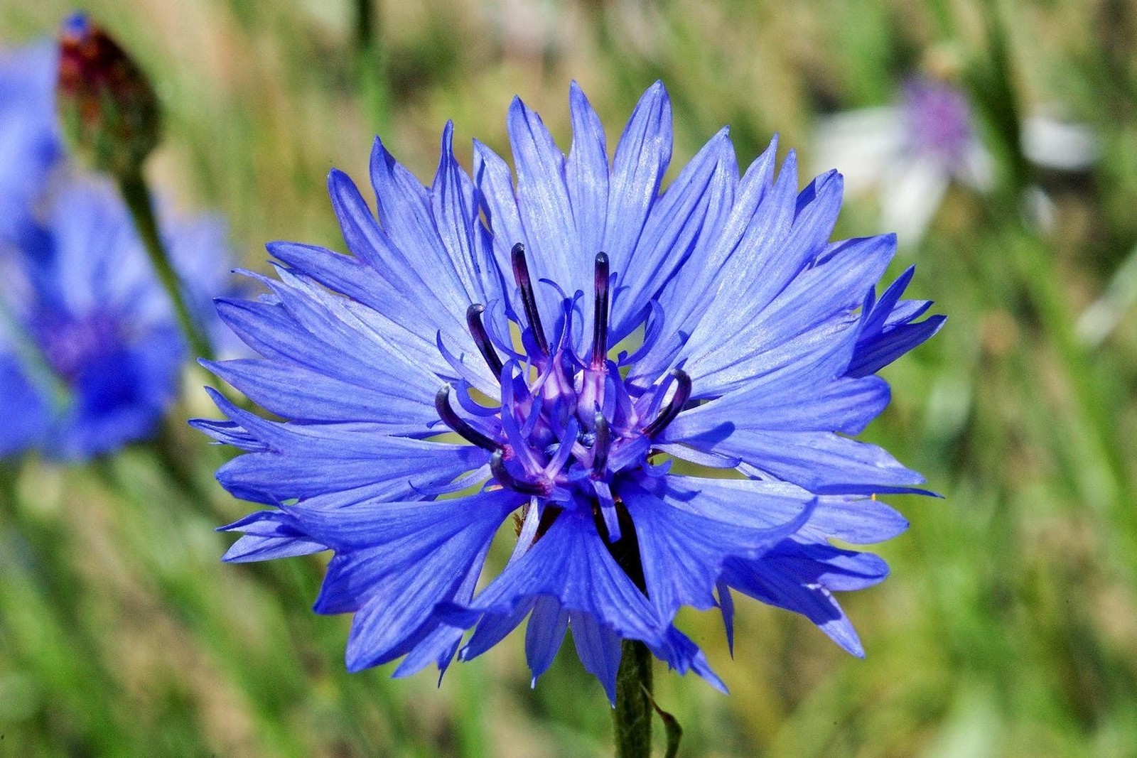 600 Tall Blue Bachelor Button Seeds for Planting Cornflower. 3 blue