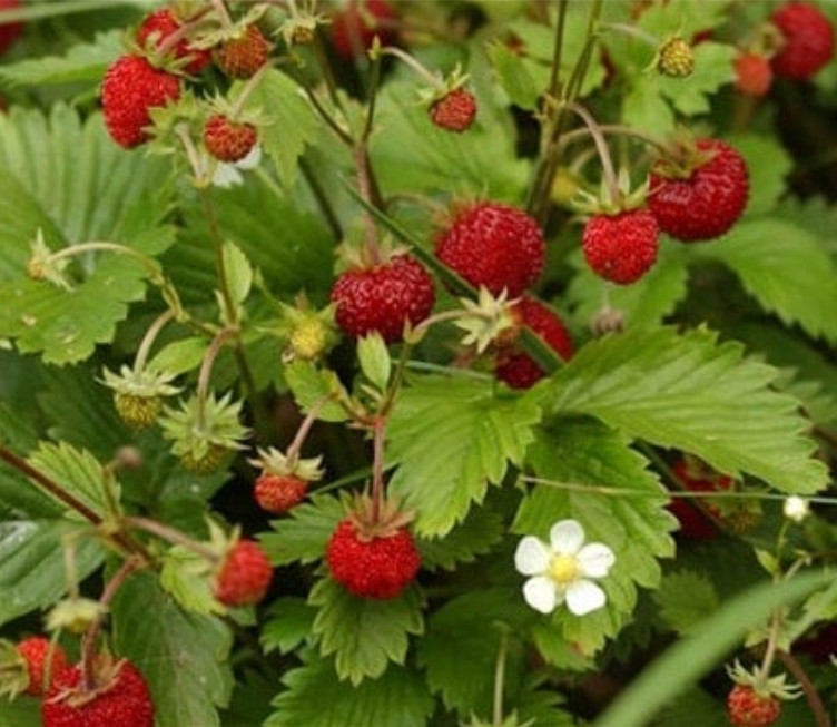 Wild Strawberry Live Plant – 3-6″ Tall – 3″ Pot – Sweet Alpine Strawberry