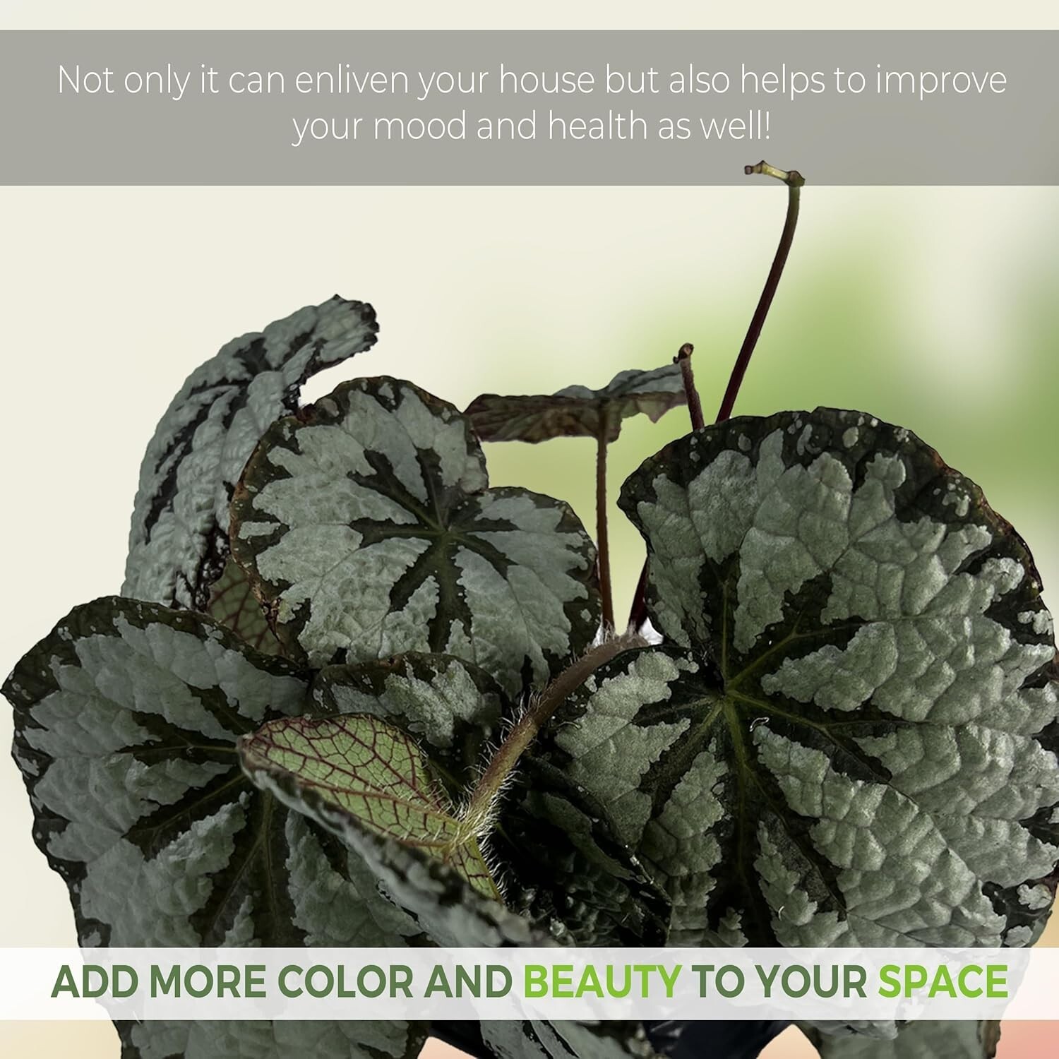 Begonia 2 (Pack of 2) by LEAL PLANTS ECUADOR | Begonia Masoniana Iron Cross