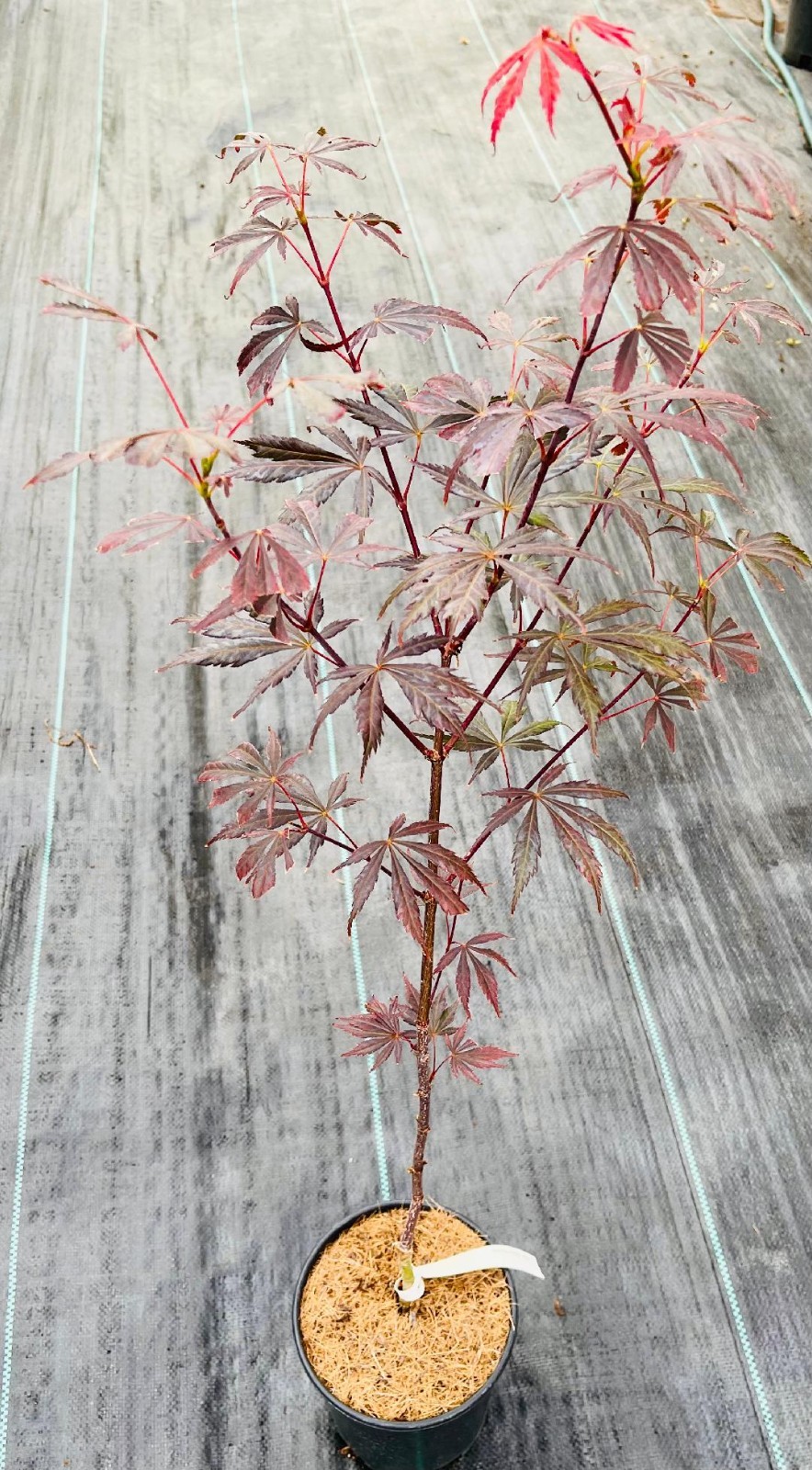 Acer shirasawanum ‘Purple Thunder’ (Purple Thunder Full Moon Maple)