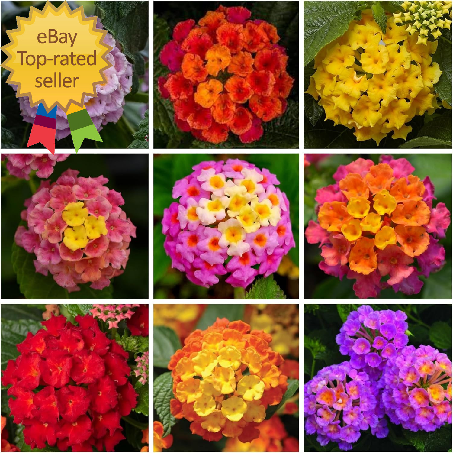 Lantana Flower Seeds for Planting – 300+ Mixed Color Flower Seeds to Plant Great