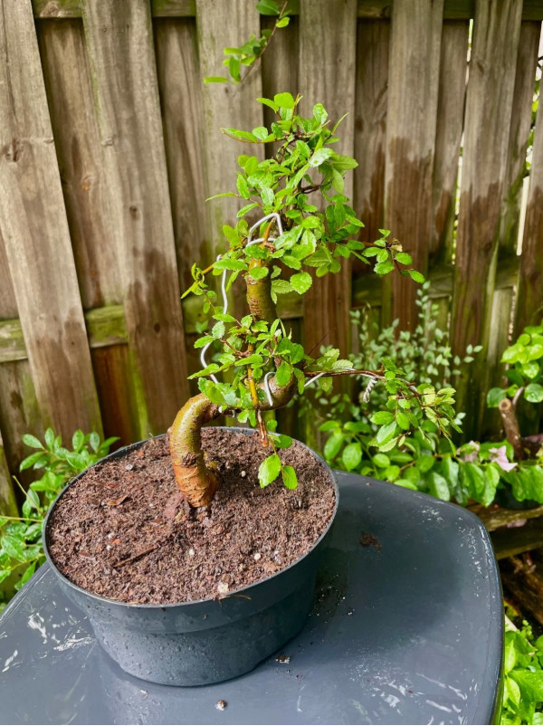 ROSE BONSAI TREE IN 10” CERAMIC POT. NATIONWIDE SHIPPING VIA FEDEX