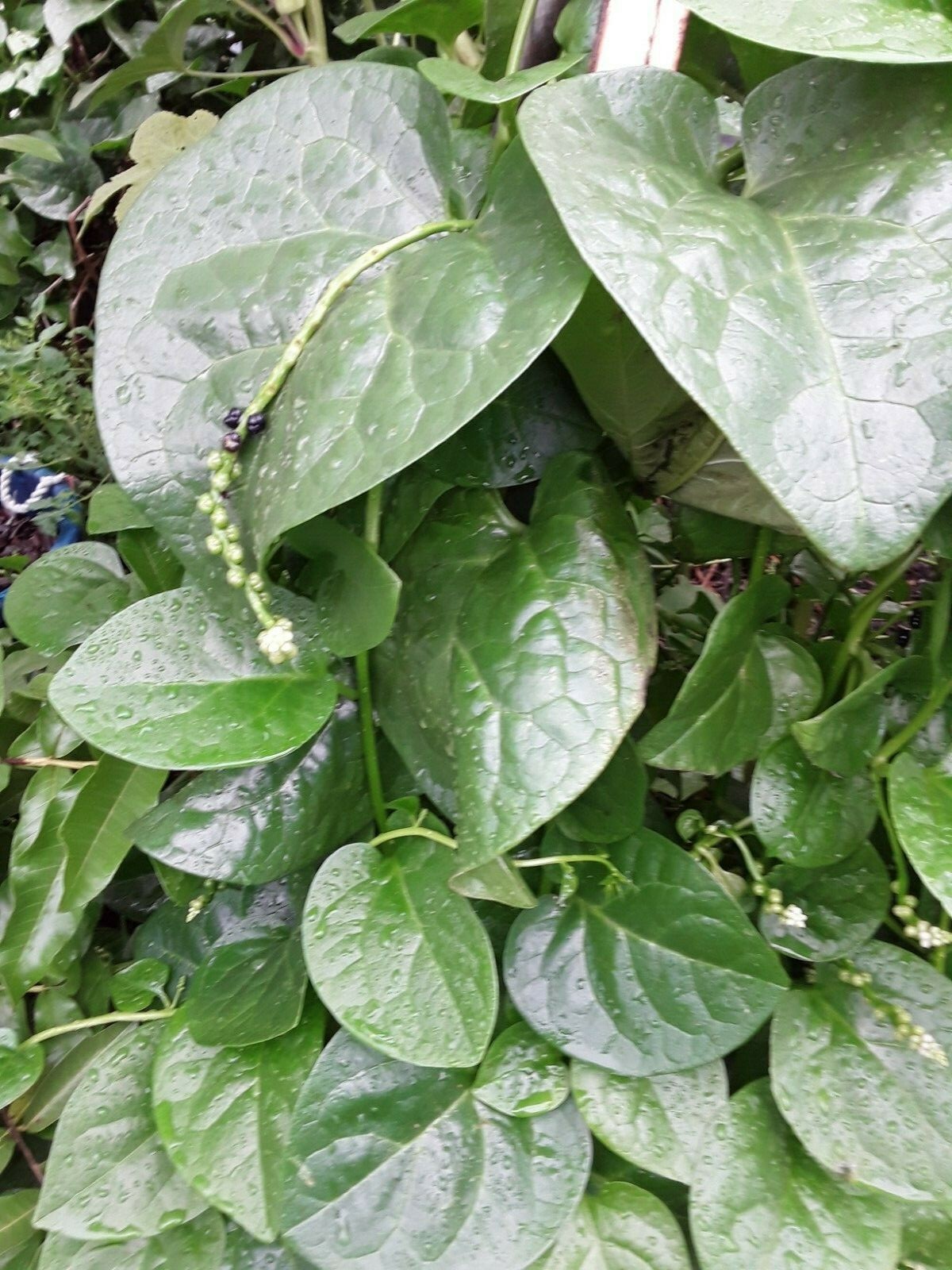 1220 Green Stem Malabar Spinach seeds/Alugbati/Vietnamese Spinach/Pui/Poi Saag