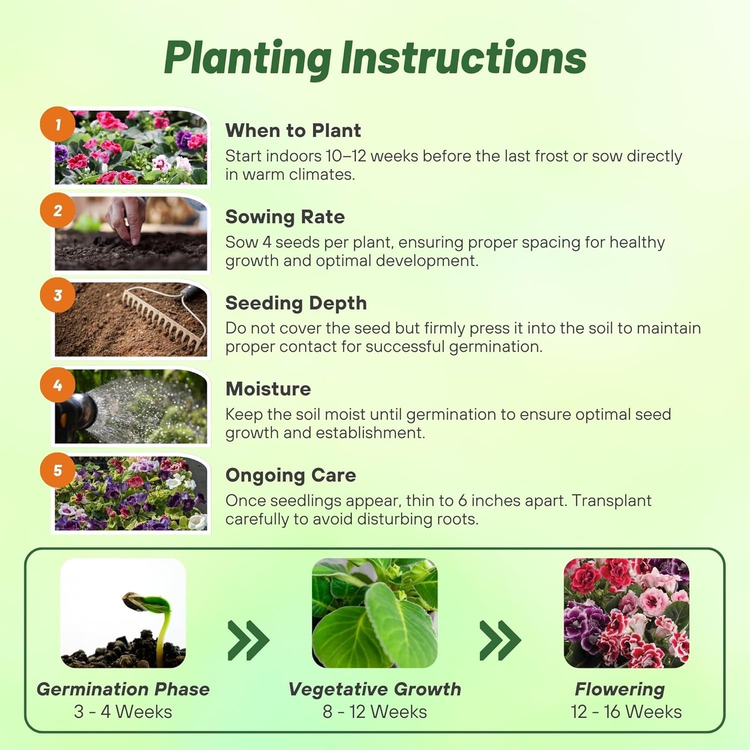 25 Seeds Gloxinia Seeds – Florist’s Gloxinia Sinningia Speciosa Flower Seed