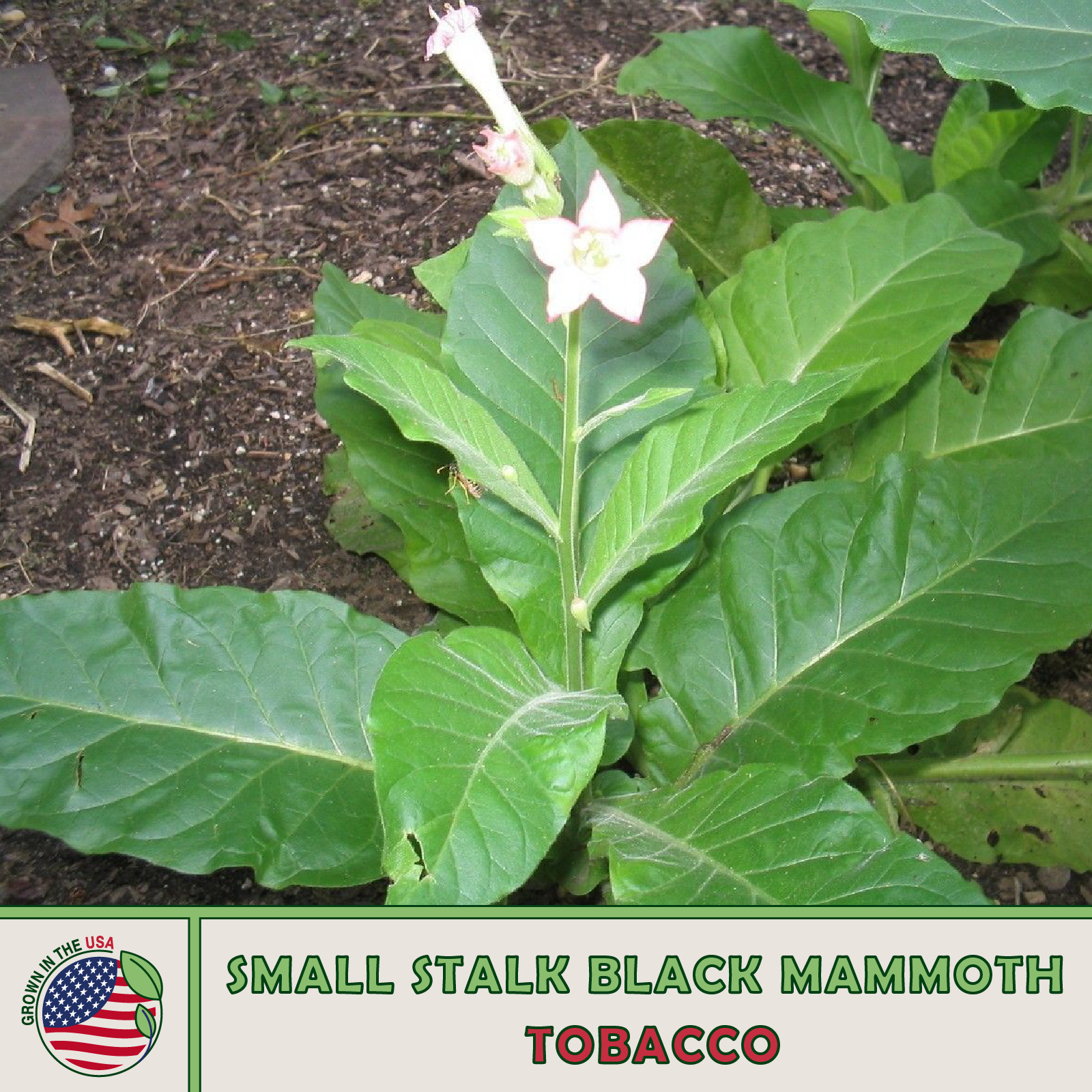 1000 Small Stalk Black Mammoth Tobacco Seeds, Heirloom, Non-GMO, Genuine USA