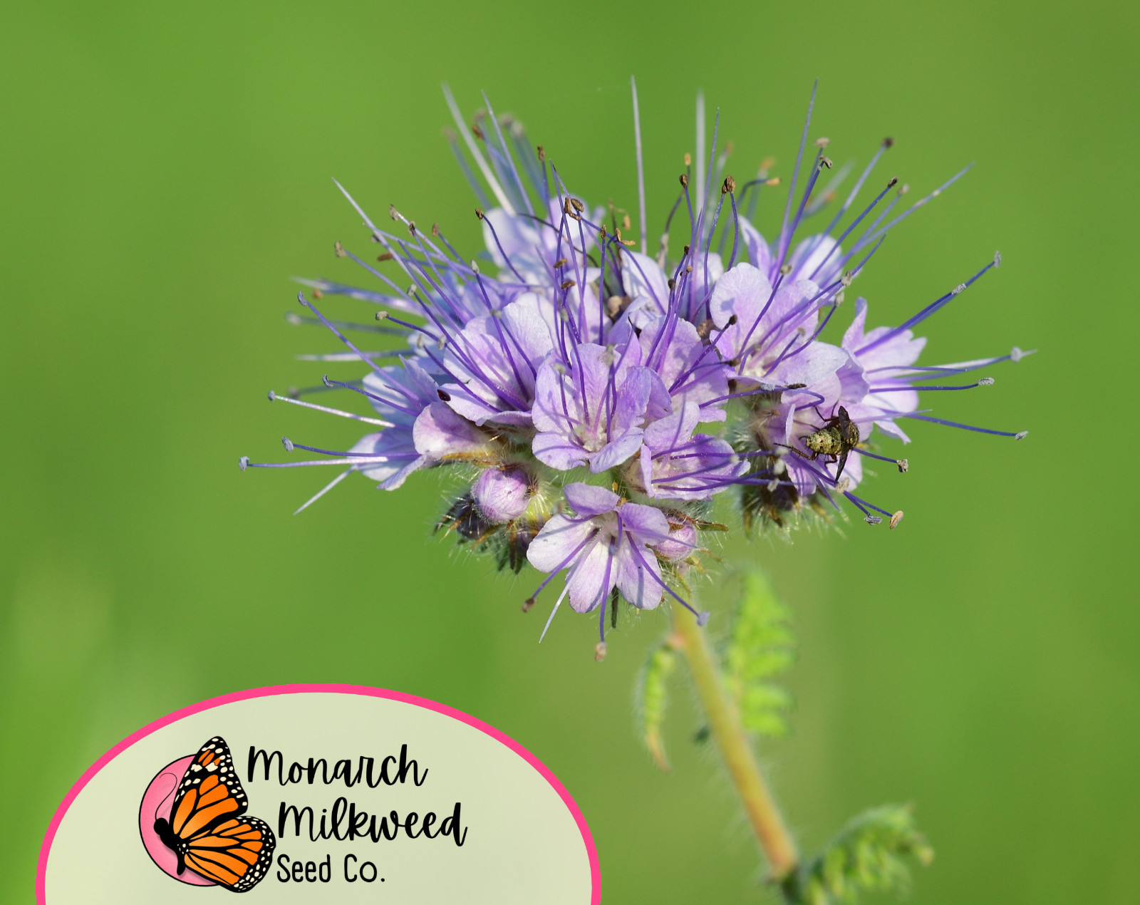 4200+ Lacy Phacelia Seeds | Native Wildflowers Gardening, Phacelia tanacetifolia