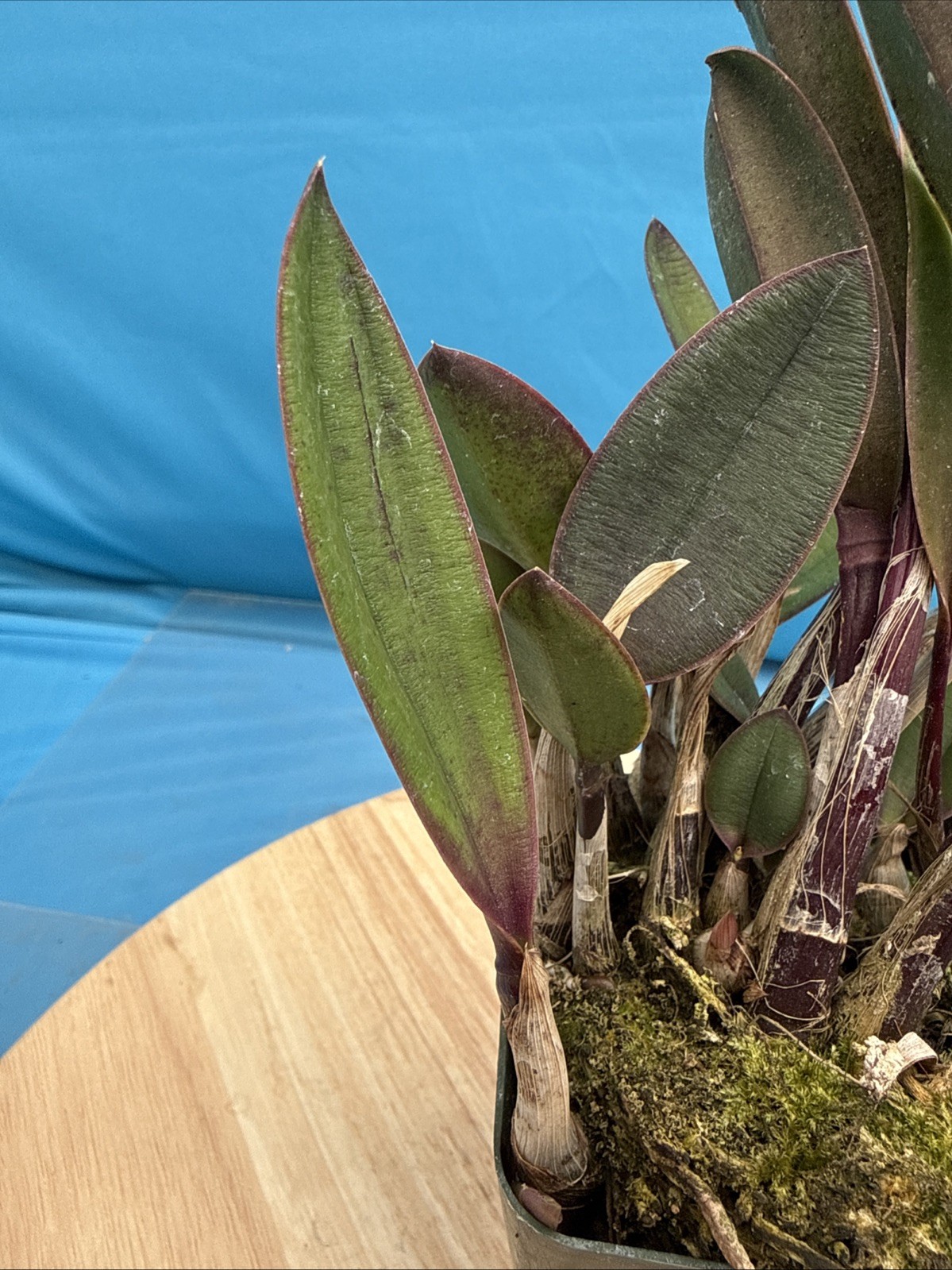 Cattleya milleri ‘Big Island’ AM/AOS Red Orange Species Orchid Eros 4” Pot