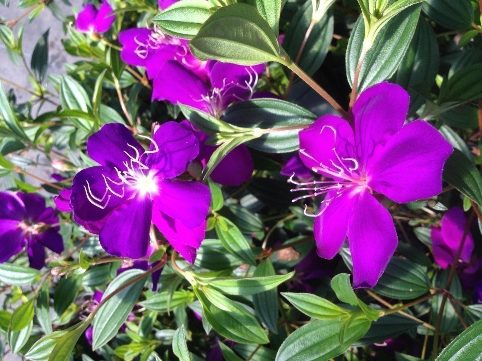 Tibouchina Dwarf Princess | 2 Inch | Tibouchina urvilleana | Flowering Plant