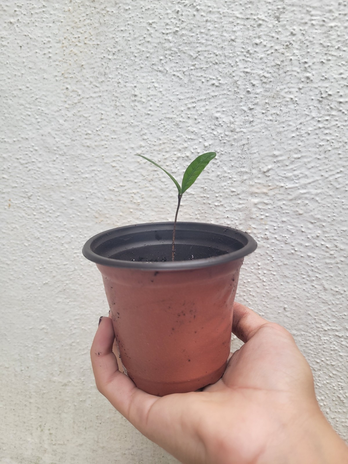 Miracle Fruit Plant Synsepalum dulcificum small seedling