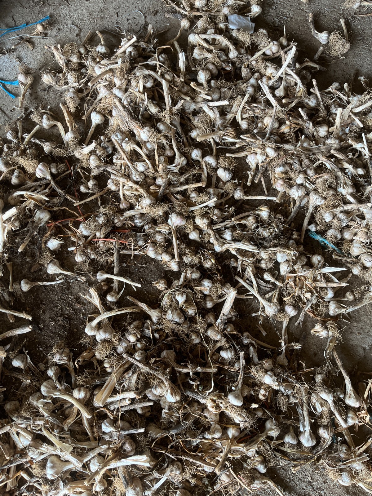 1 lb Fresh Russian Red Garlic Bulbs, You Clean & Save $, Free Ship on + LBS