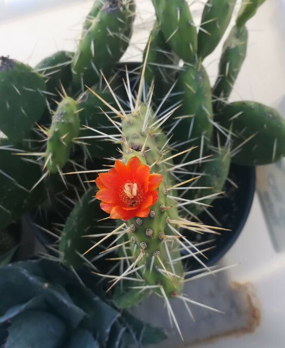 Opuntia paraguayensis Compact Dark Green Cactus Plant with Orange Flowers