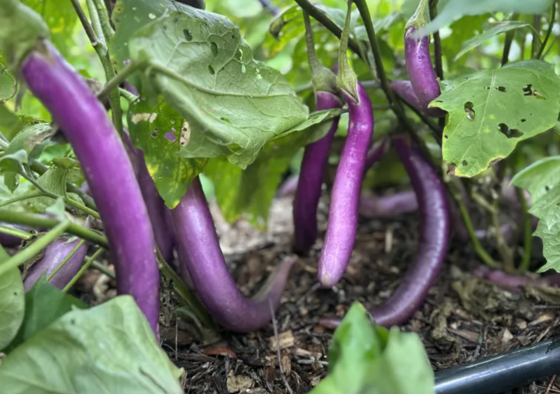 Live Chinese egg Plant – 8″ Tall – 4″ Pot – Edible Vegetable Plant