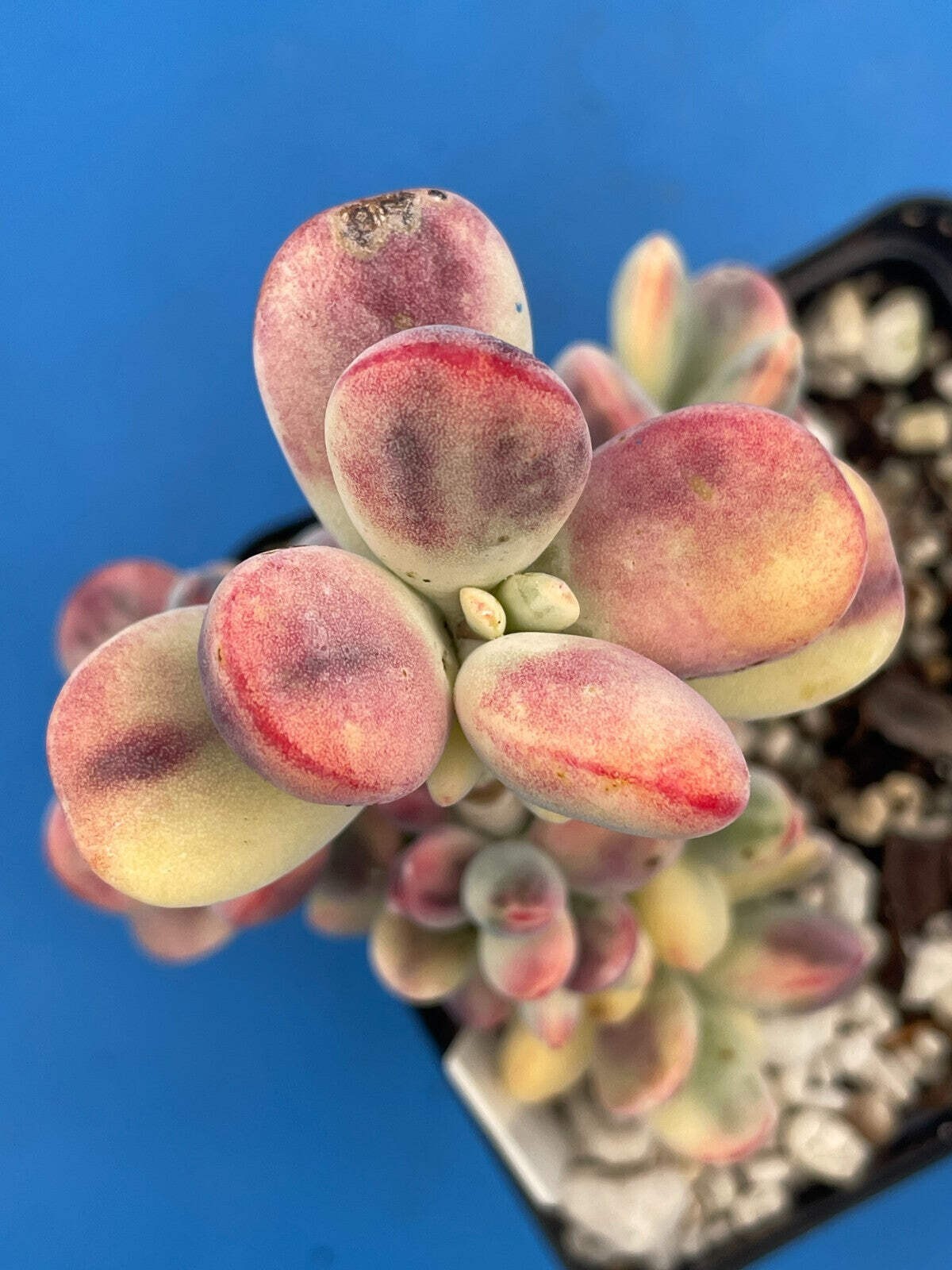 Cotyledon Orbiculata Var Oophylla Variegata Well-Rooted In 4″ Pot- Unicorn Poop!