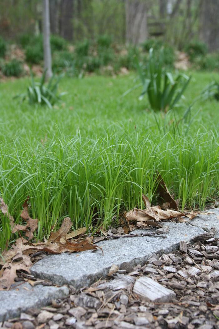 Carex pensylvanica 25 Plants in 3-1/2 inch Pots