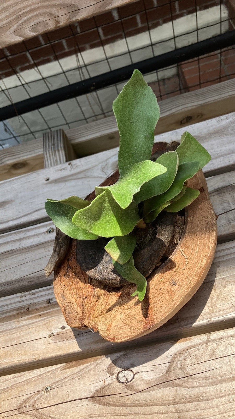 Staghorn Fern in Coconut Half Moss Driftwood for Hanging or Tabletop