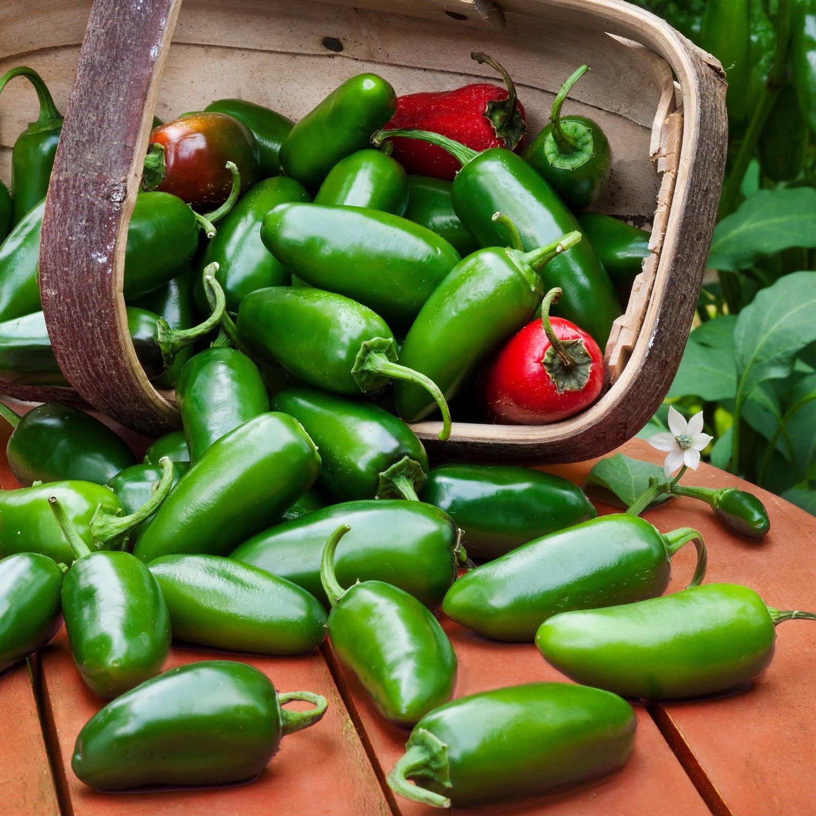 Jalapeno Hot Pepper Live Plants with Miracle-Gro Plant Food, 4-Pack for Gardens