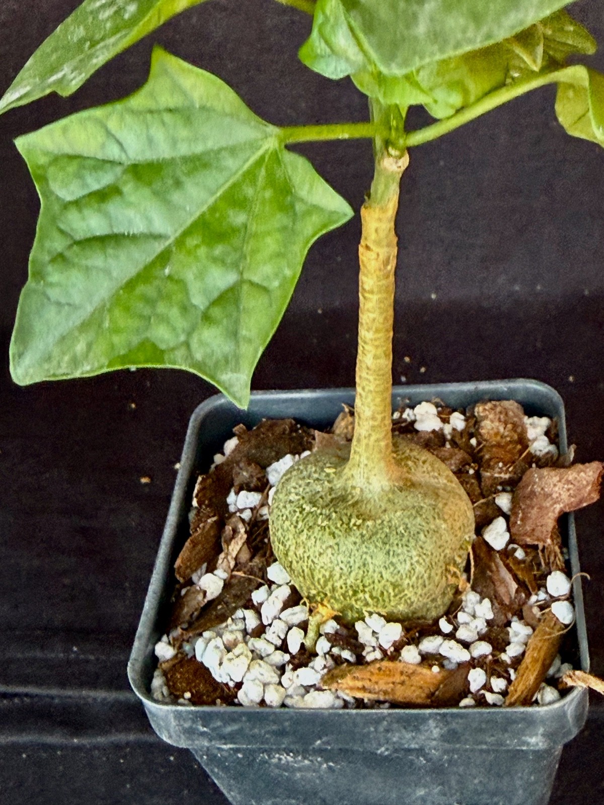 Gerrardanthus macrorhizus , caudiciform