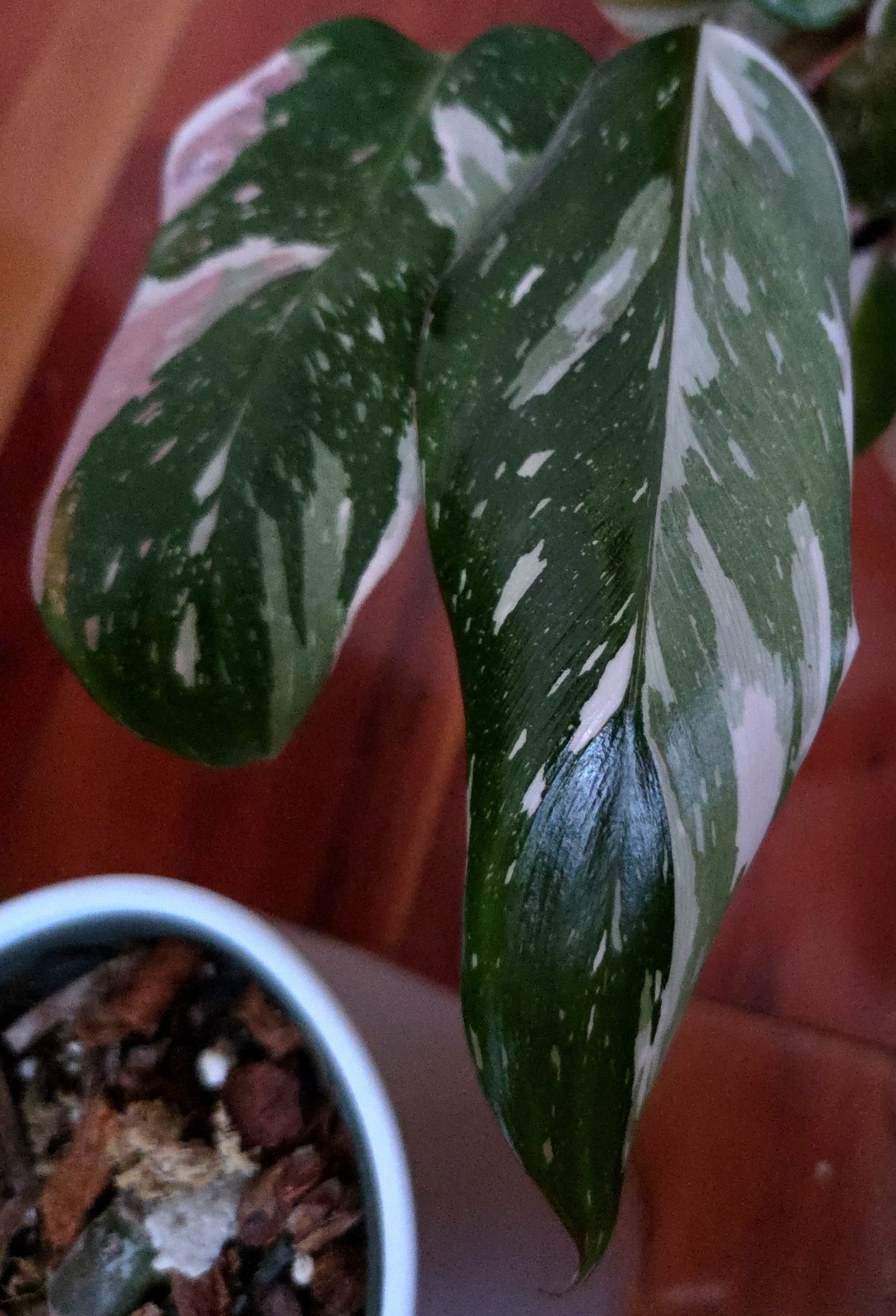 Rare Philodendron Scarlet Princess 16″ Tall Multi Branch Not Anthurium Monstera