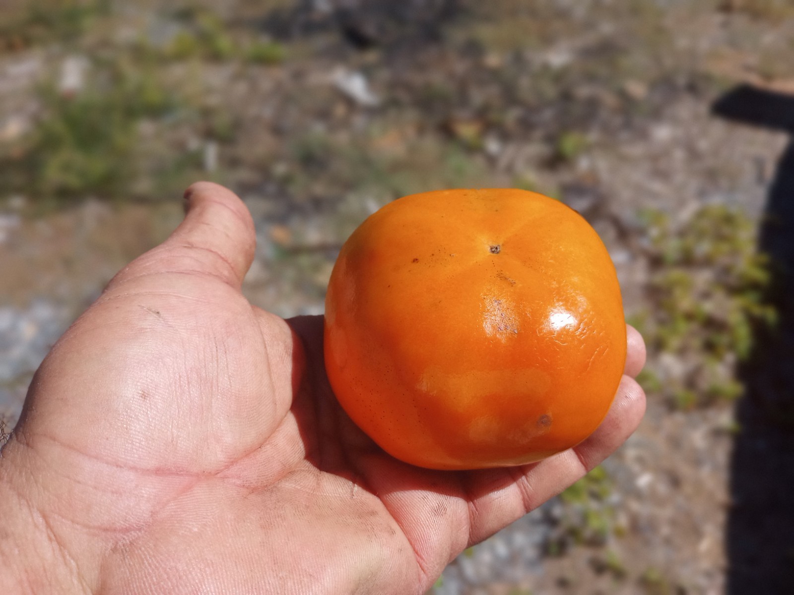 10 PCS FUYU TOMATO SHAPE PERSIMMON TREE UNROOTED CUTTINGS 8″ Long For Grafting
