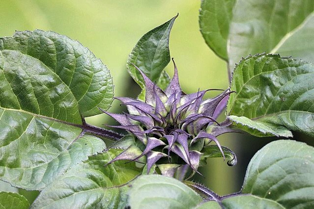 Helianthus annus | SunFill Purple | 5 Seeds
