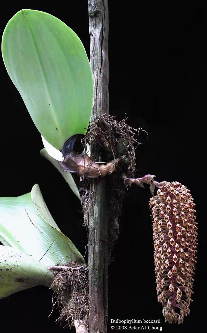 Rare Bulbophyllum beccarii One of the Largest Bulbophyllum Species Orchid