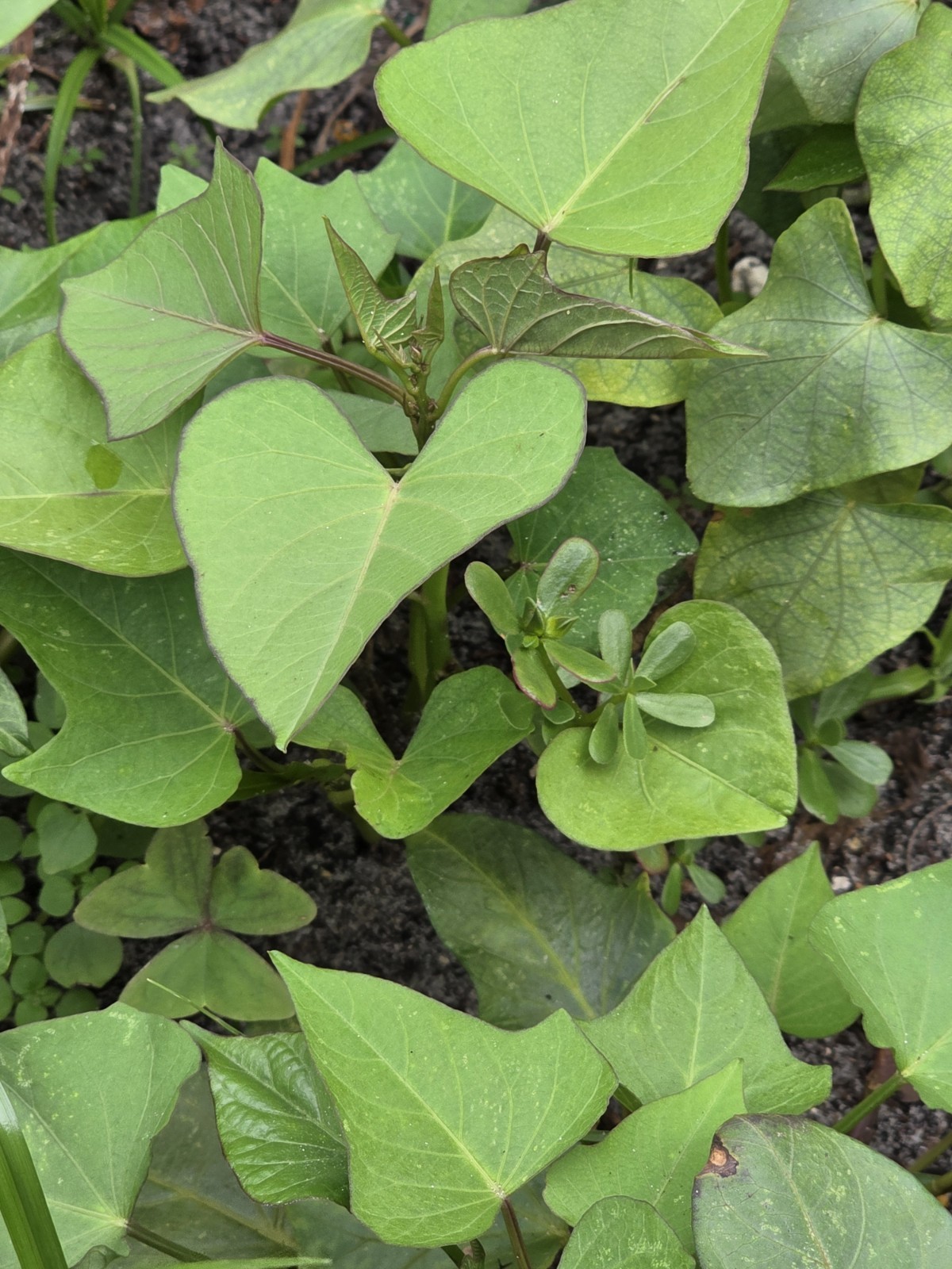 Okinawa Purple + Murasaki Sweet Potato Slips (10) Red Skin Nutty Flavor-Organic!