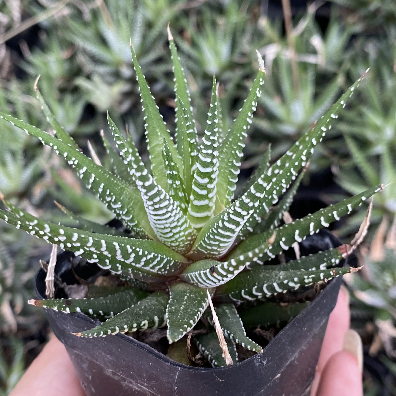 Rare Succulent Plants | Live House Plants for Home Office and Garden Decor