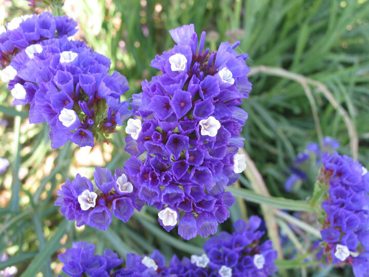60 seeds STATICE BLUE Limonium Sinuatum Blue River
