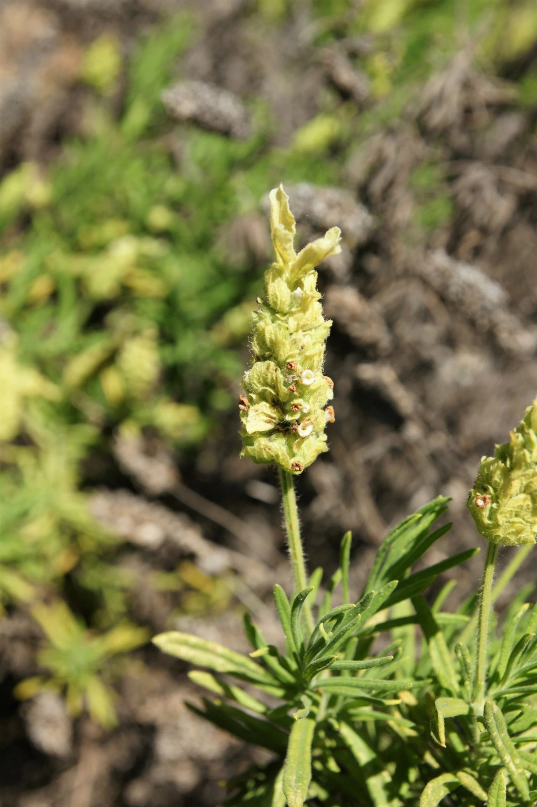 20 YELLOW LAVENDER Lavandula Viridis Canary Spanish Portuguese Flower Herb Seeds