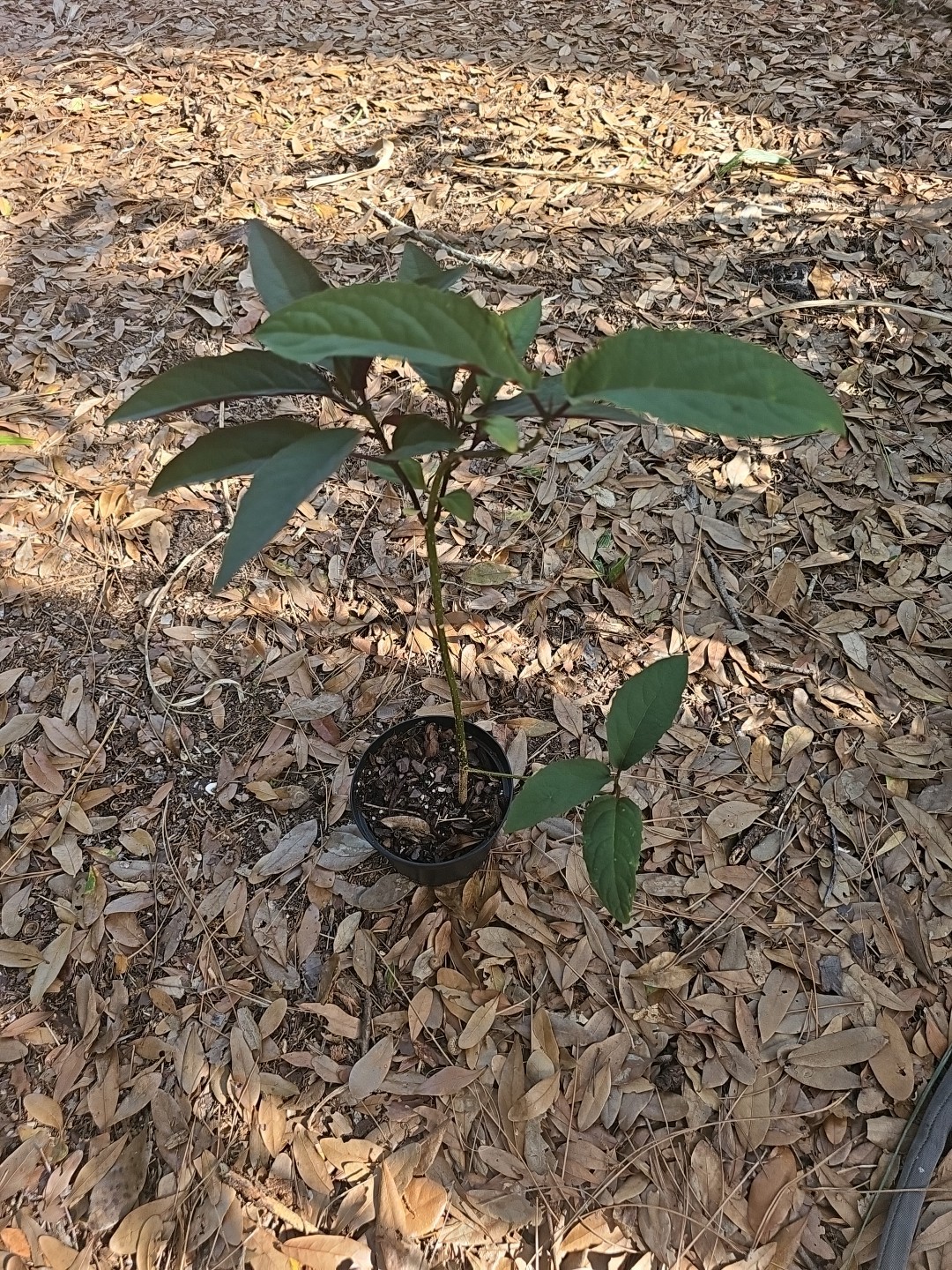 Large 25″ SHOOTING STAR Clerodendrum Quadriloculare STARBURST Live Plant