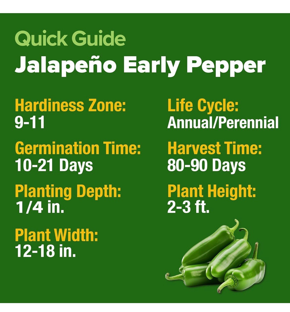 🌶️Early Jalapeno Pepper Seeds 🔥25+ Hot Spicy Salsa Garden Heirloom Non-GMO