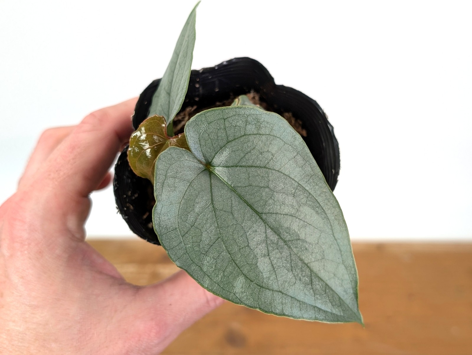 Anthurium Silver