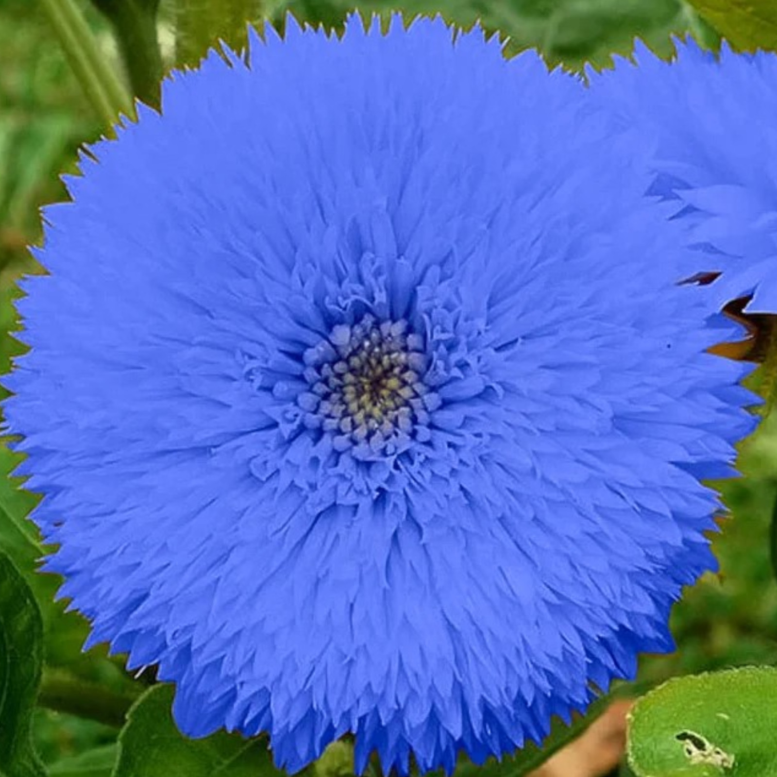 50pcs Blue Teddy Bear Sunflower Seeds – Stunning Annual Blooms for Your Garden