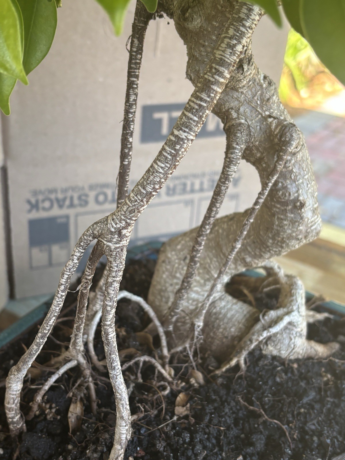 THICK AERIAL ROOTS TIGER BARK FICUS – Great structure, Aerial roots fast grower