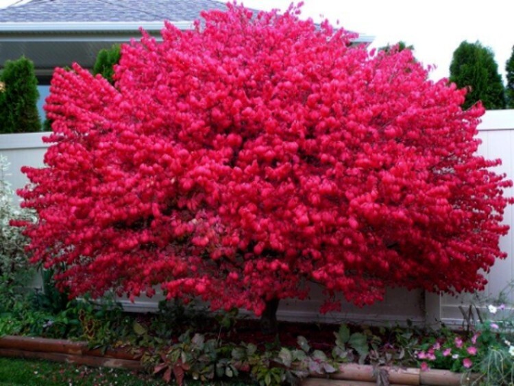 Euonymus Bush Hardy Shrub Dwarf Burning Alatus Easy Garden Live Plant Gallon Pot