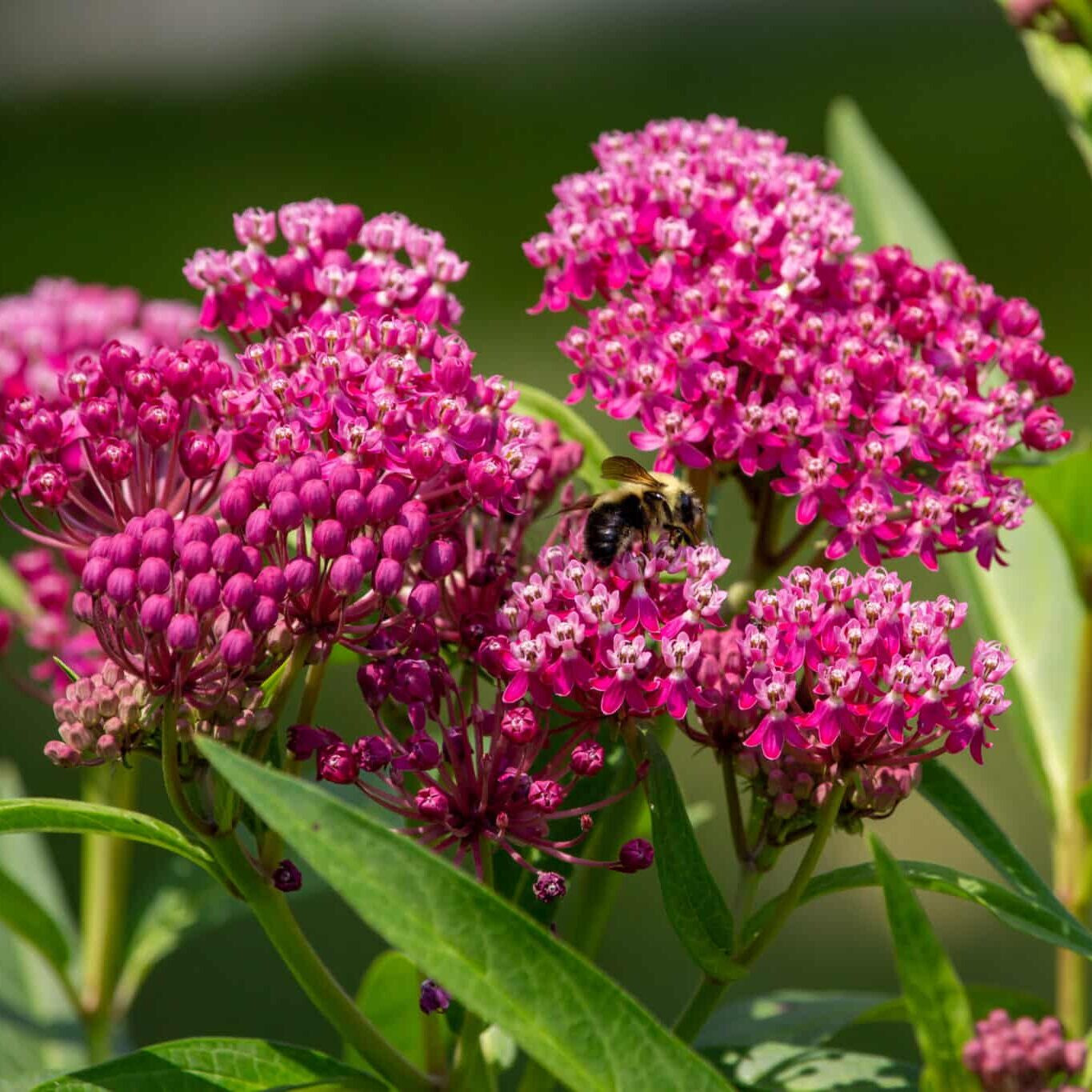 75+ SWAMP MILKWEED BUTTERFLY WEED SEEDS FRESH FOR YOUR FLOWER GARDENS