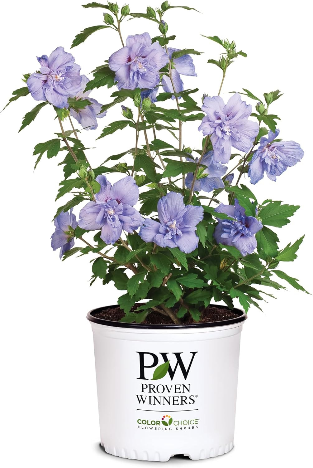 2 Gallon s Blue Chiffon Hibiscus Shrub