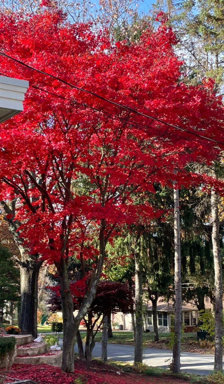 2 live RED maple trees vibrant fall colors Bare Roots 15″ tall