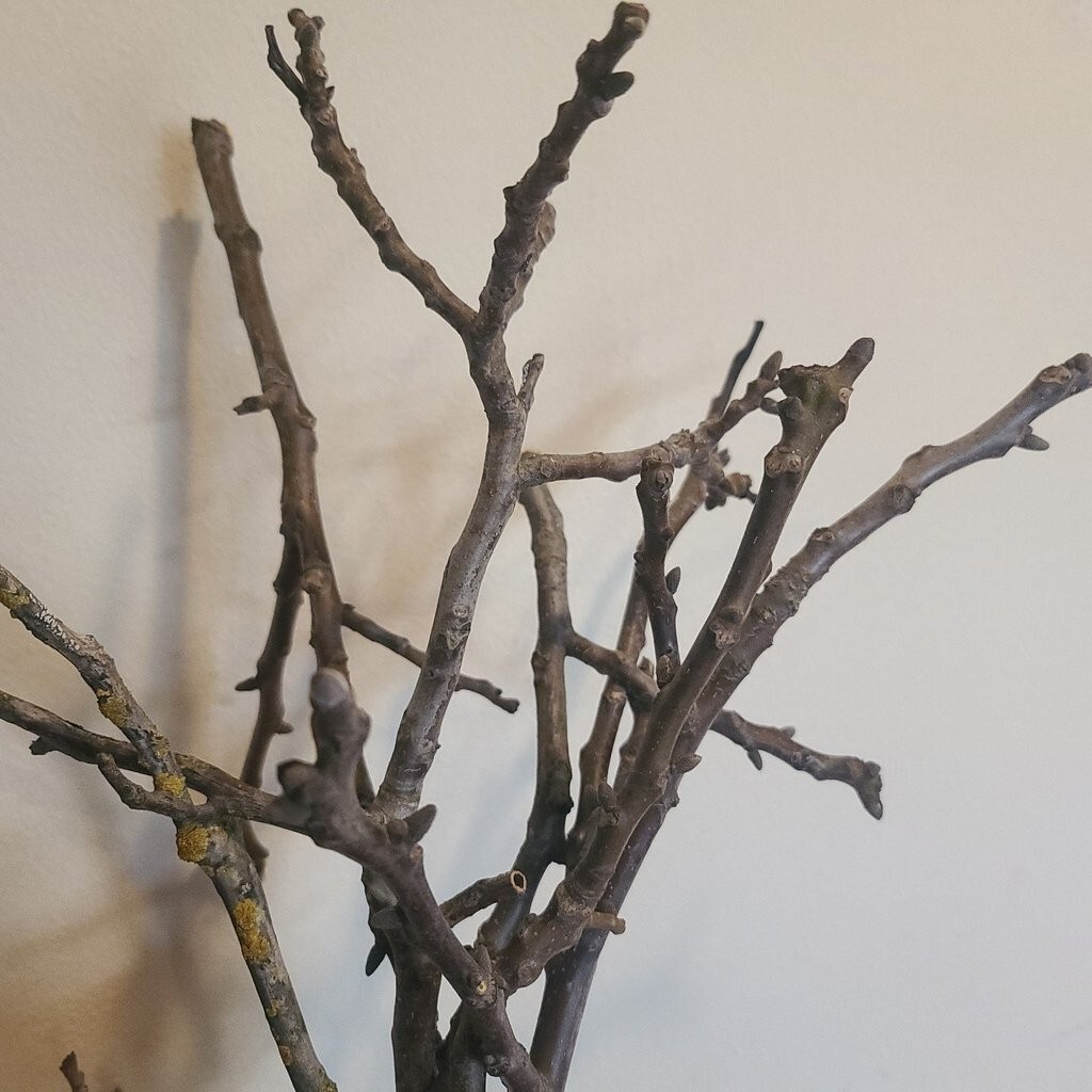 50 x Black Walnut tree (Juglans Nigra) UNROOTED cuttings for propagation