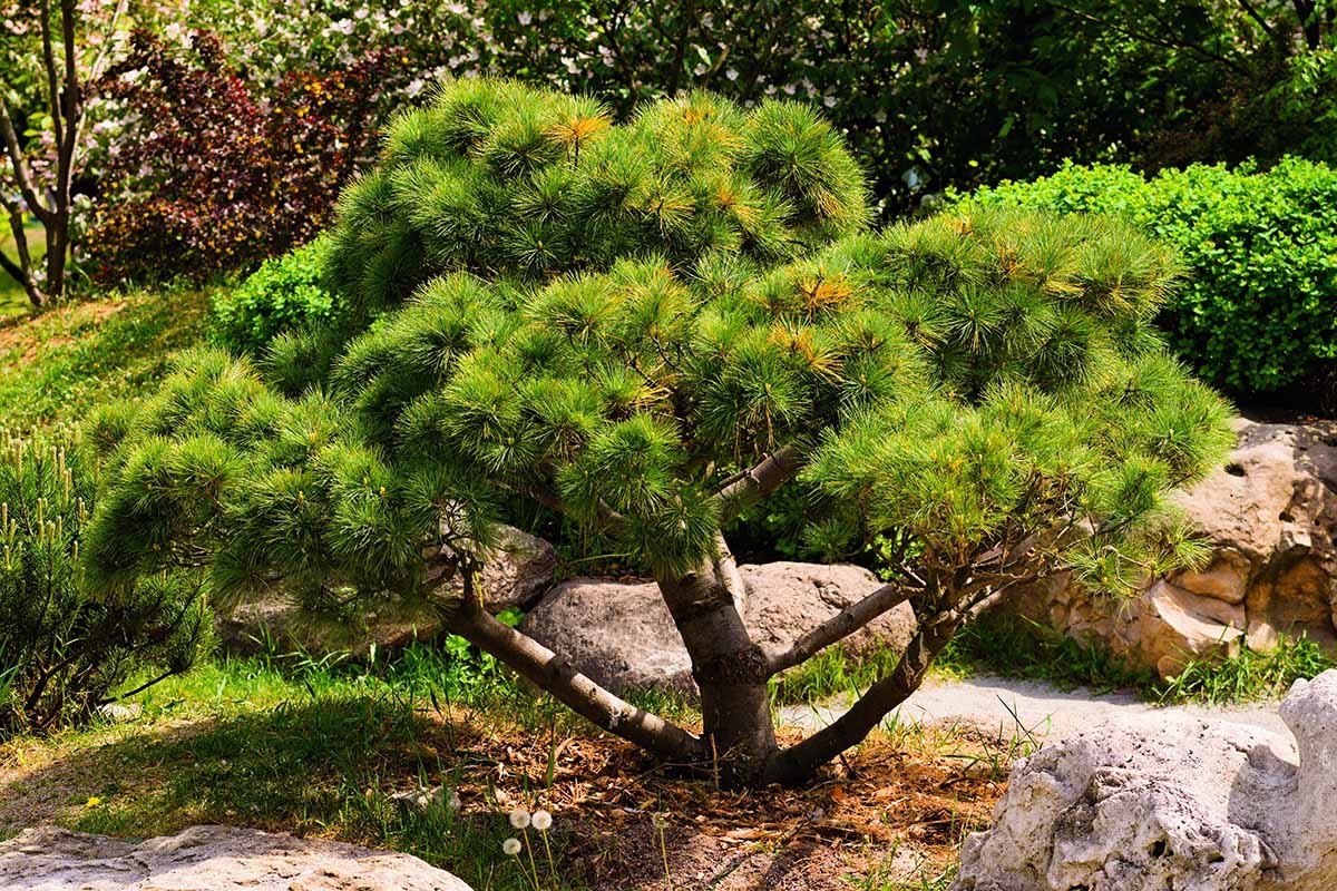 1 Japanese Black Pine Pinus thunbergii Starter Plant