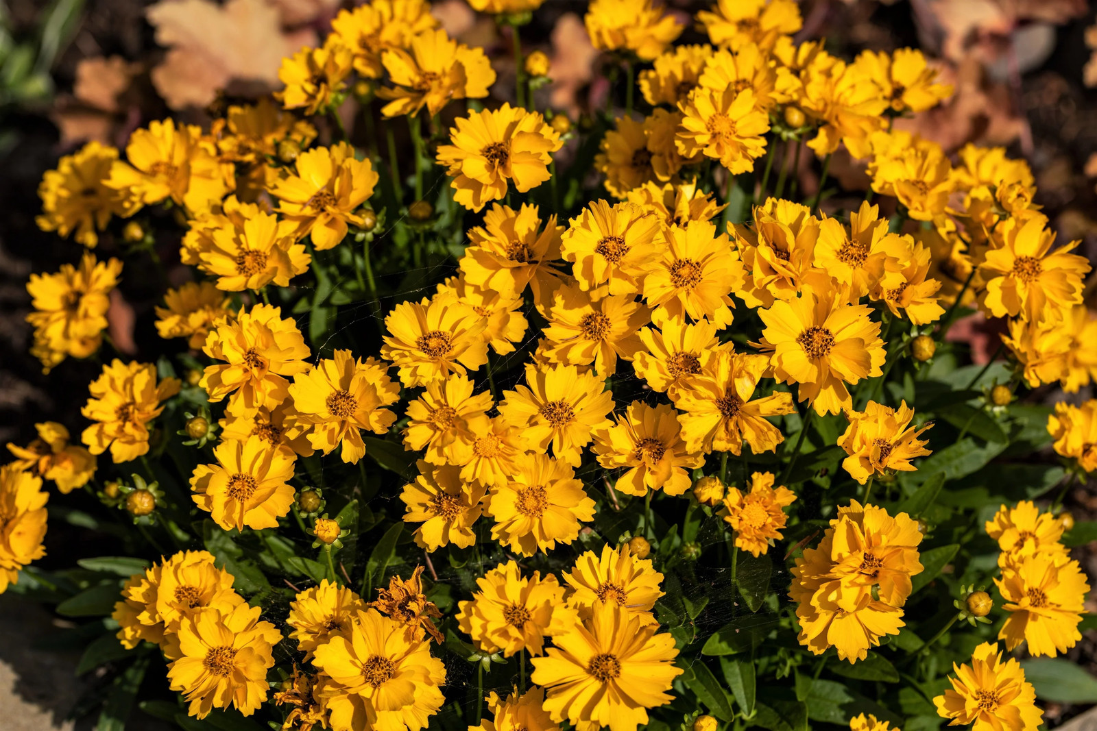 1000 YELLOW SAND COREOPSIS Lanceolata Lanceleaf Tickseed Flower Seeds