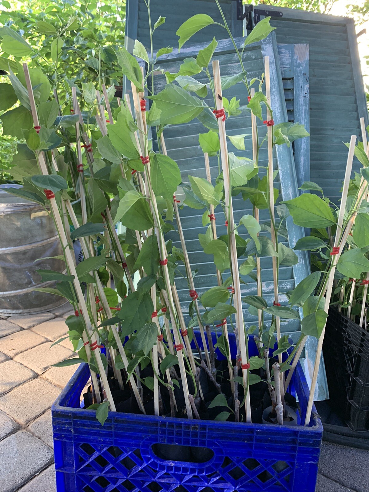 2-3 ft. Che Seedless plant, Chinese Mulberry 1 year old, grafted, Cudrania