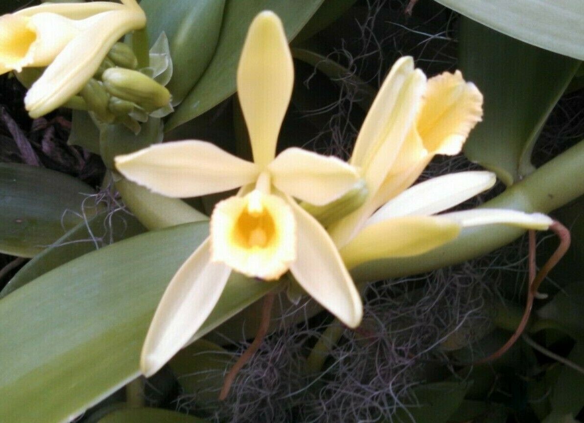 Vanilla planifolia, The Vanilla Bean Orchid, Orchid Plant Shipped in 2.5″ Pot