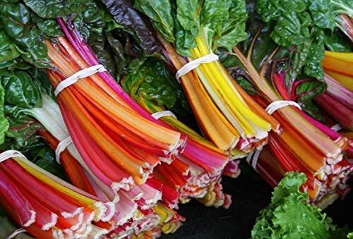 100 Swiss Chard Seeds for Planting Rare Colorful Garden Vegetable