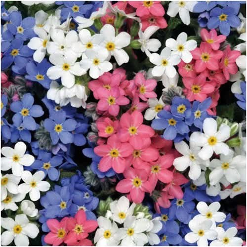 Mixed Forget-Me-Not Seeds For Planting (Myosotis alpestris)