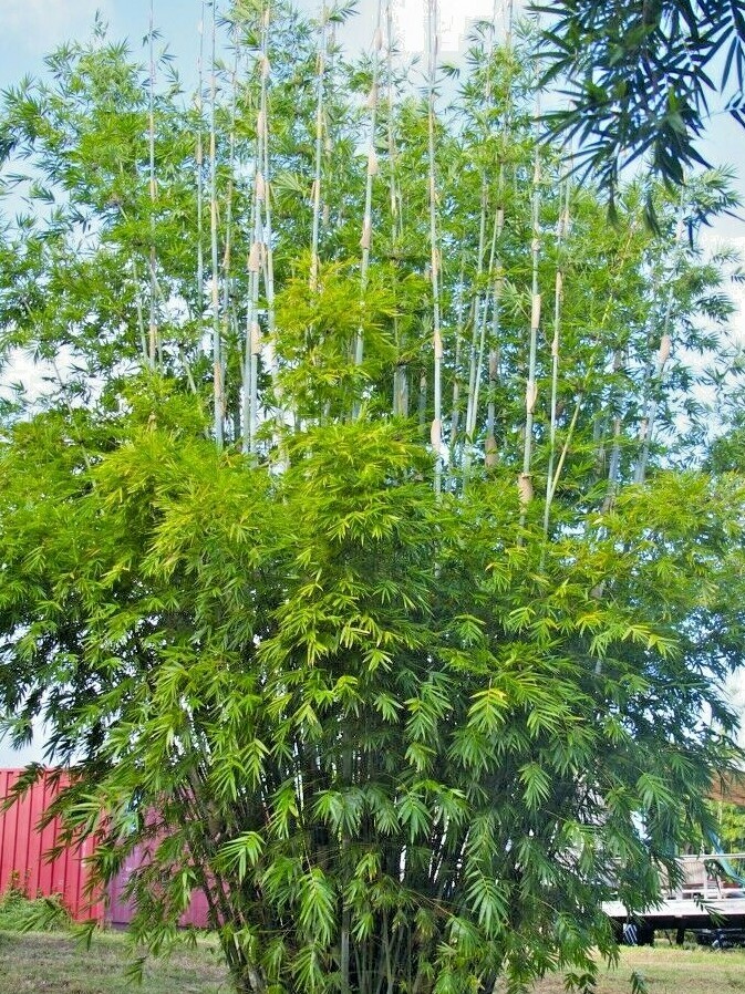 10 TROPICAL BLUE BAMBOO SEEDS – Bambusa chugii