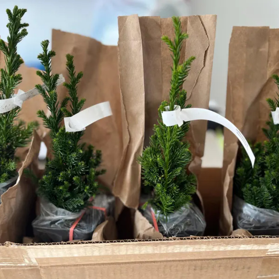 Cryptomeria Japonica ‘Black Dragon’ Japanese Cedar – Quart Pot (6–12″ Tall)