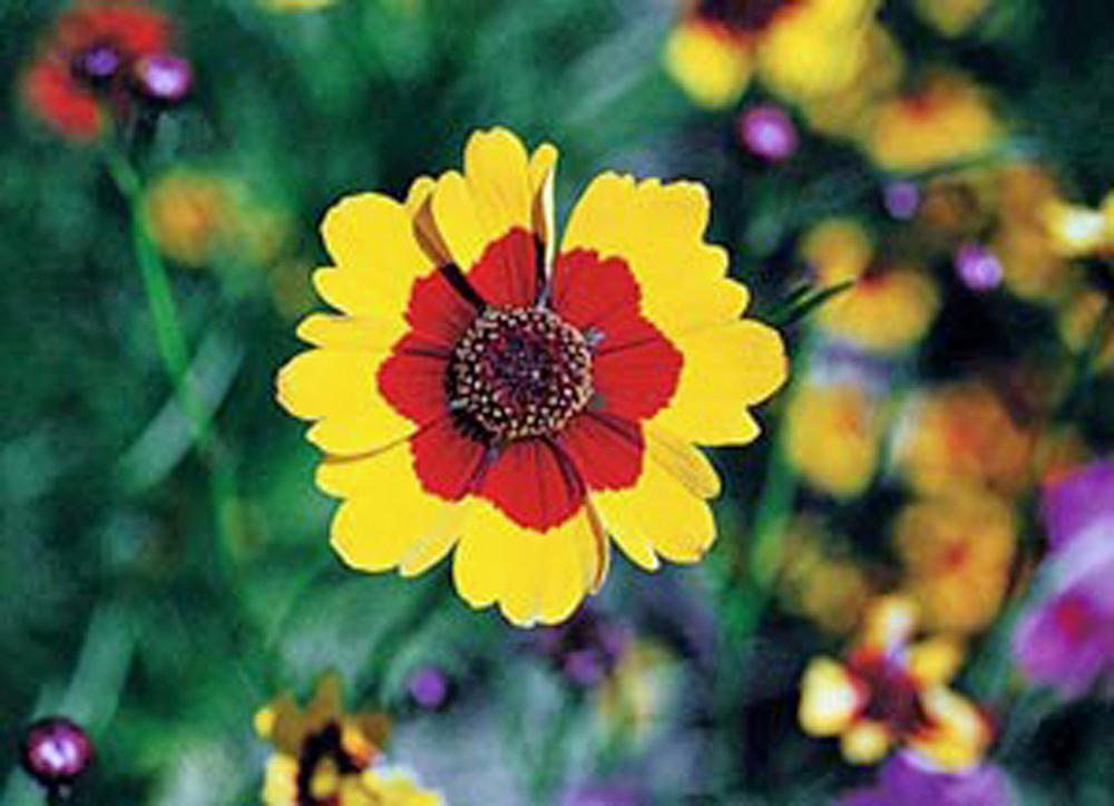 Coreopsis,Plains Tall Flower Seed, 100 Seeds, Seeds Bright Yellow Flowers