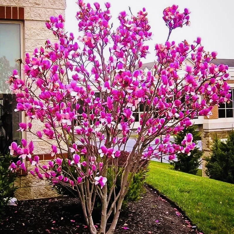 1 PACK 4” POT ANN STAR MAGNOLIA TREE GREENHOUSE BEST GIFT LIVE PLANT GUARANTEE1
